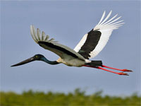 GtB A Jabiru flys over the Crooked Tree Wildlife Sanctuary in Belize