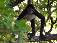 GtB Howler Monkey in the Rainforest of Belize
