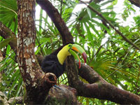 GtB The Faimous Keel billed Toucan at the lovely Belize Zoo