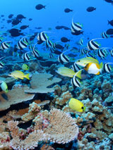 Segant Mayor School on the Reef