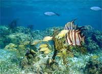 GtB The interior of the Glover's Reef Atoll