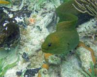 GtB Say hello to your old friend, the green moray