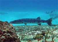 GtB Hungry Barracuda waiting for a young bird to drop in the water