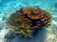 GtB Traffic Jam on the Lighthouse Reef in Belize
