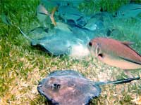 GtB Allway Hungry Southern Stingrays and Horse-eye Jacks