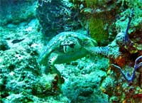 GtB Hawksbill Turtle close to Turneffe Atoll