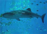 GtB Whale Shark east of Silk Caye