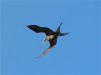 GtB Gallery August 07 Bird catch a fish from M. Bowden