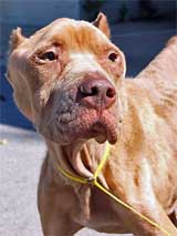 GtB Many Dogs in Belize needs shelter. You can help