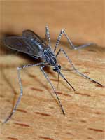 Mosquitos are always hungry