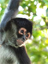 GtB Free and
                                Wild