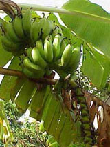 Plantains