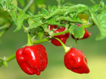 Habaneros Chili