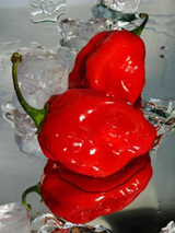 Belize Habaneros Hot Chili on Ice