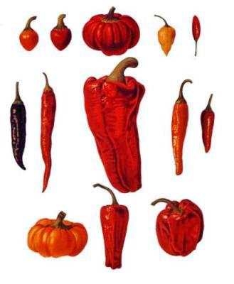 Chili pepper