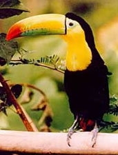 Tucan, the national birth of Belize